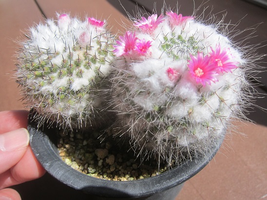 f:id:doctor-uni:20220402141056j:plain