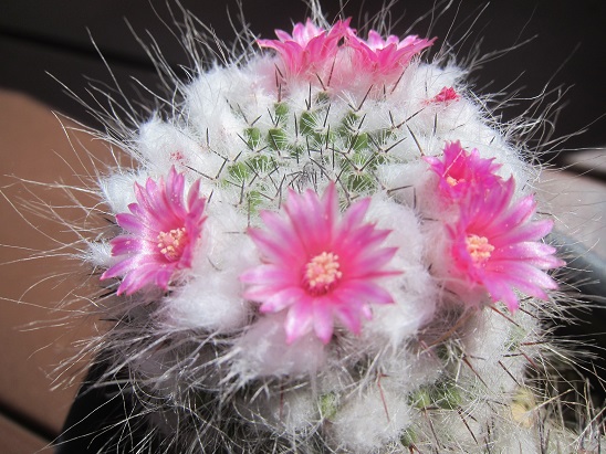 f:id:doctor-uni:20220402141059j:plain