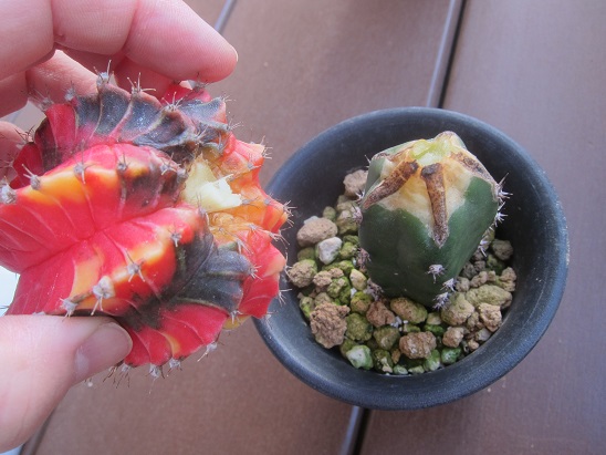 緋牡丹錦 ヘプタカンサス錦 菊水綴化 接ぎおろし挑戦 - うに博士の