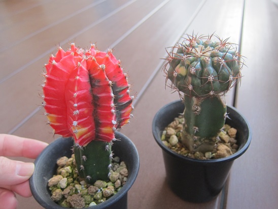 ま*め様 再オークション　希少　サボテン　カーネギア　弁慶柱綴化　自根 ま*め様 再オークション 希少 サボテン カーネギア 弁慶柱綴化 自根