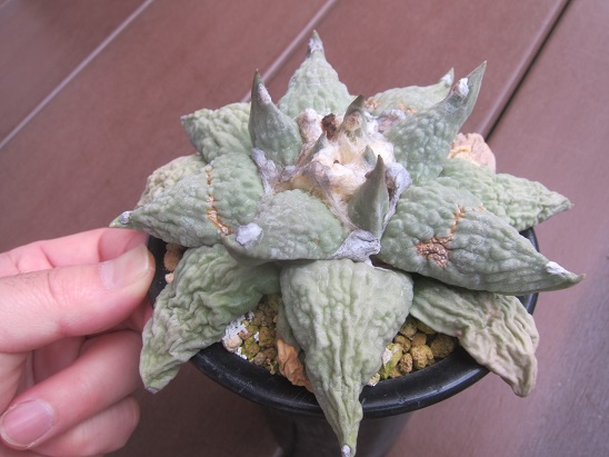 【幅広疣】怒涛ロイヤルシワ疣花牡丹 アリオカルプス 花牡丹 亀甲牡丹 アリオカルプス 怒濤花牡丹 | 叢 – くさむら – Qusamura