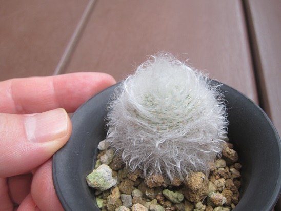 ケサランパサラン うに博士の ゆら り サボテン研究室