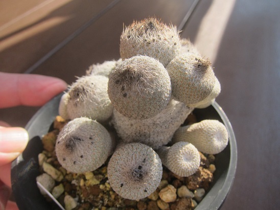 エピテランサ 月世界 小人の帽子セットＢ 鉢のまま発送 日本花キ流通 caサボテン 小人の帽子 9cmポット エピテランサ