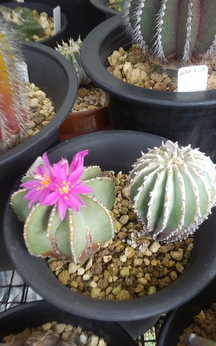 アズテキウム ヒントニー 花籠 - うに博士の ゆら~り サボテン アズテキウム ヒントニー 花籠 - うに博士の ゆら~り サボテン