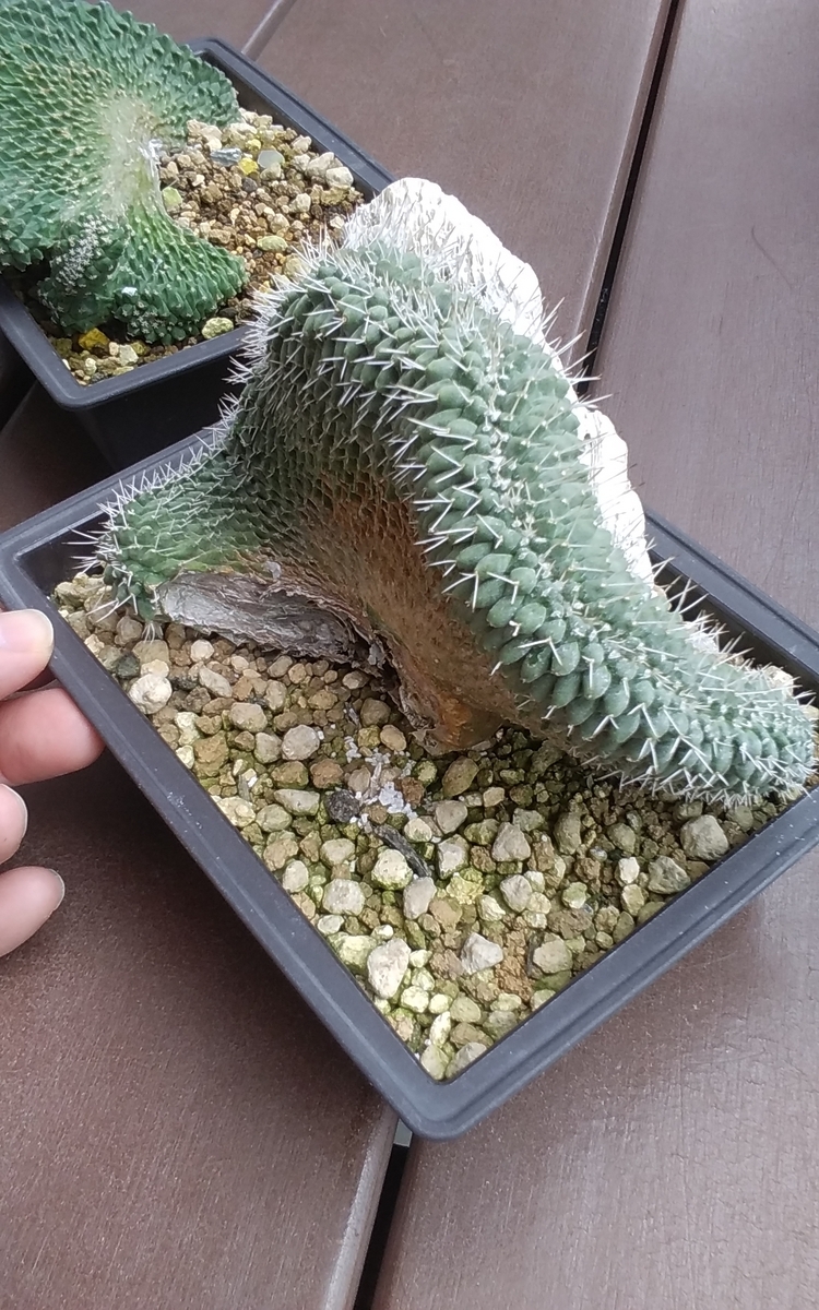 菊水 綴化 実生 菊水綴化 花籠の芽吹き キター - うに博士の ゆら～り サボテン