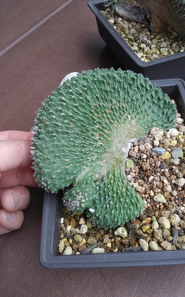 菊水綴化 花籠の芽吹き キター - うに博士の ゆら～り サボテン