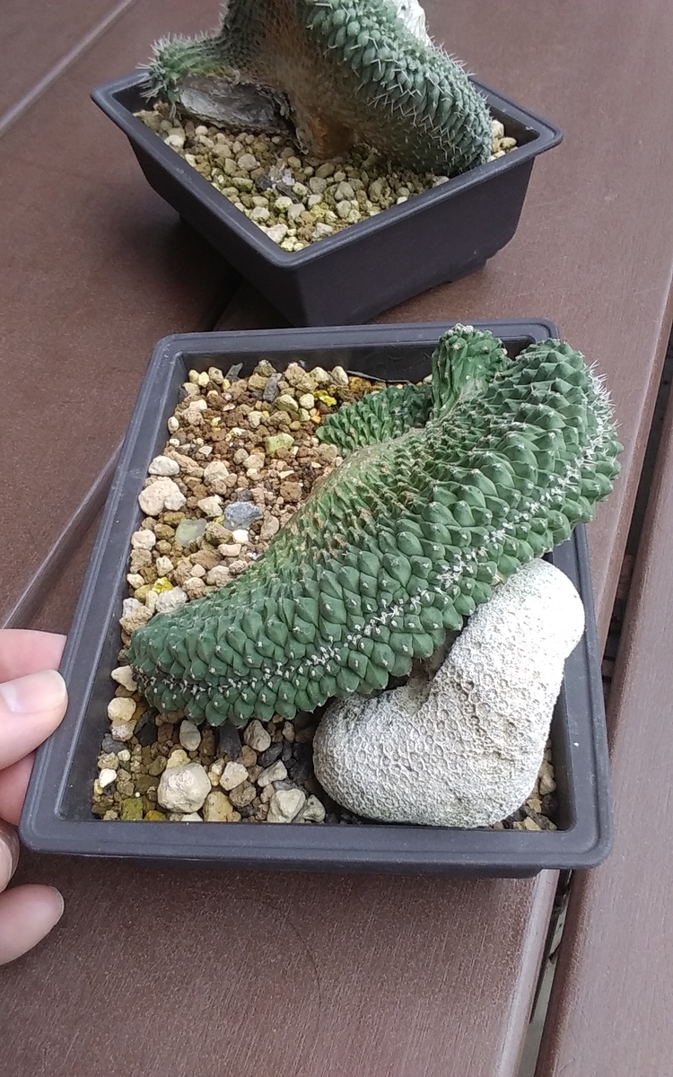菊水綴化 花籠の芽吹き キター - うに博士の ゆら～り サボテン