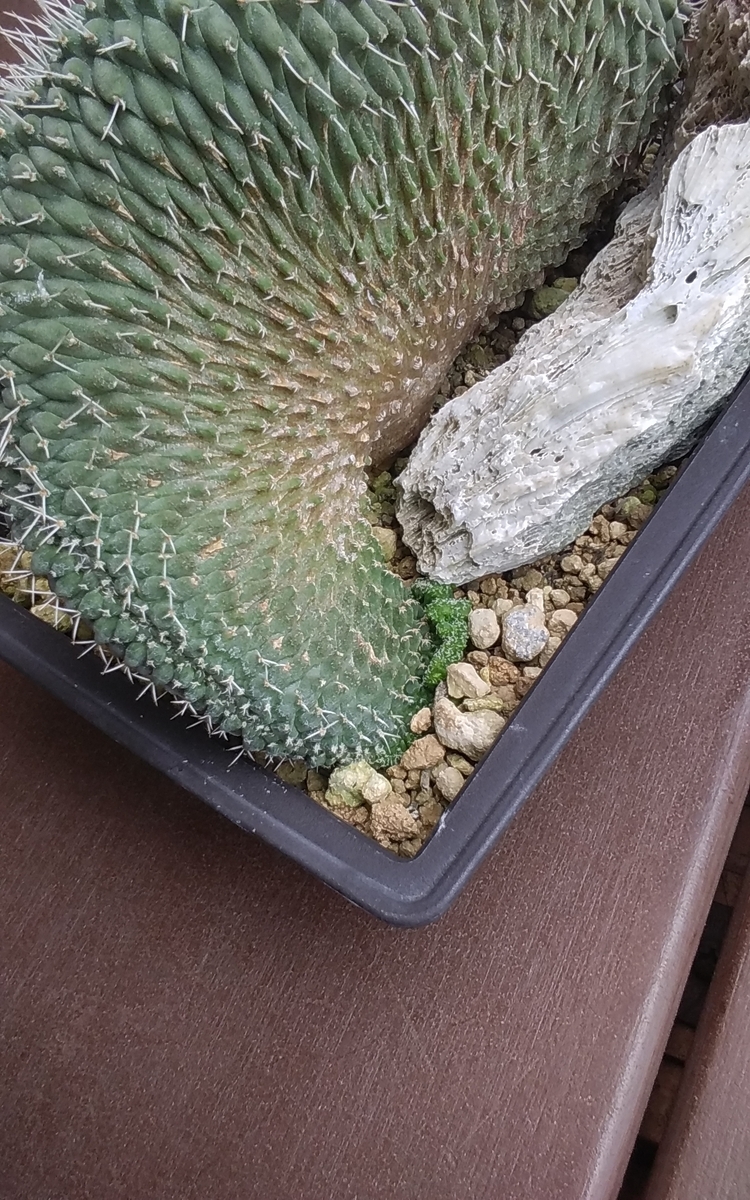 菊水綴化 花籠の芽吹き キター - うに博士の ゆら～り サボテン