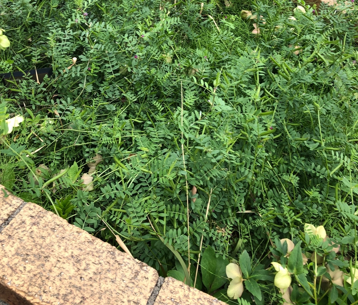f:id:doctortbook:20190505201413j:plain