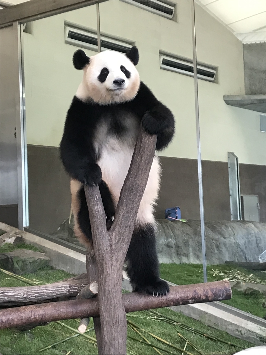 f:id:dododotoh:20191219203913j:plain f:id:dododotoh:20191219203913j:plain