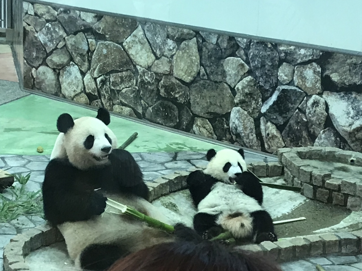 f:id:dododotoh:20191219204154j:plain f:id:dododotoh:20191219204154j:plain
