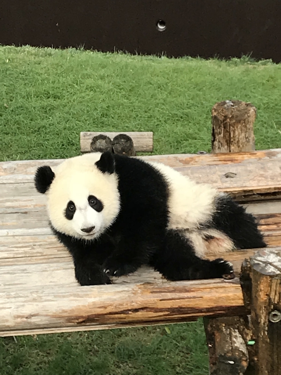 f:id:dododotoh:20191219204409j:plain f:id:dododotoh:20191219204409j:plain