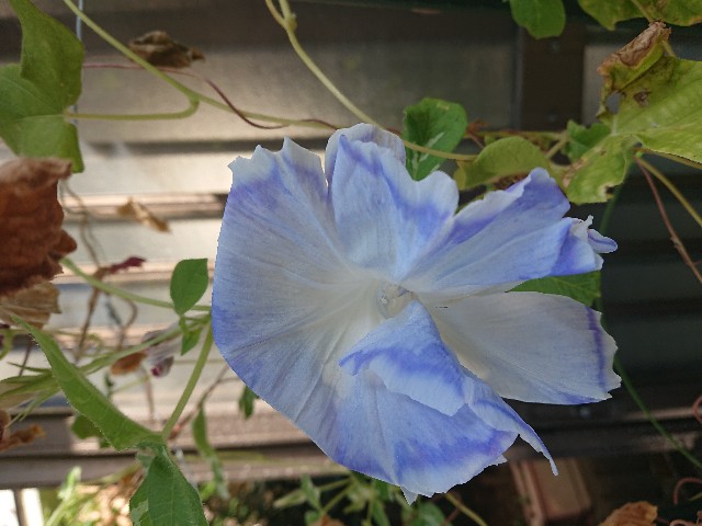 f:id:dodontonton:20191007085907j:image