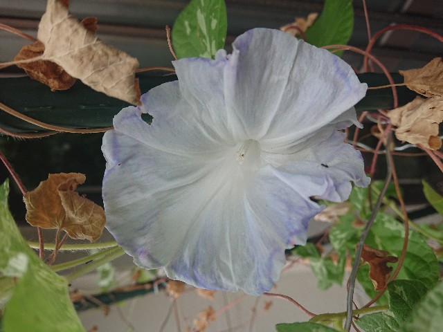 f:id:dodontonton:20191008110444j:image
