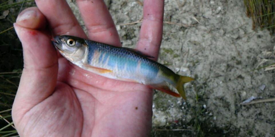 f:id:doeryaa:20171021135313j:plain