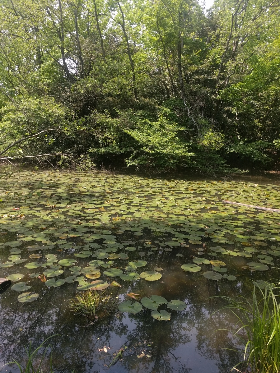 f:id:doeryaa:20190506215235j:plain f:id:doeryaa:20190506215235j:plain