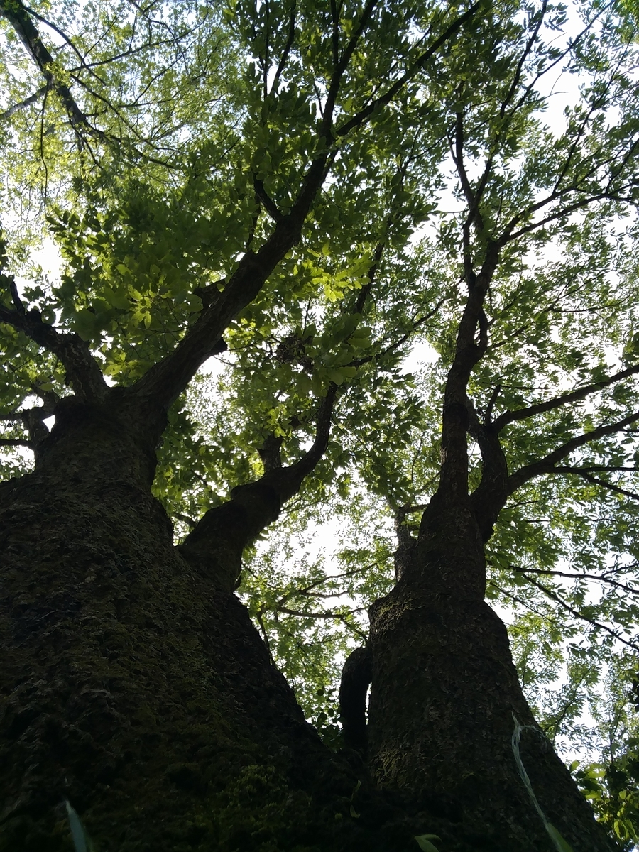 f:id:doeryaa:20190506220514j:plain f:id:doeryaa:20190506220514j:plain