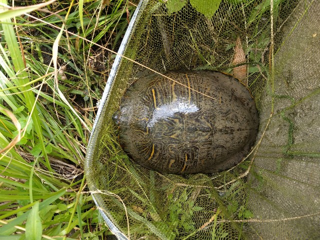 天白川でオイカワ釣りのつもりが Doerror
