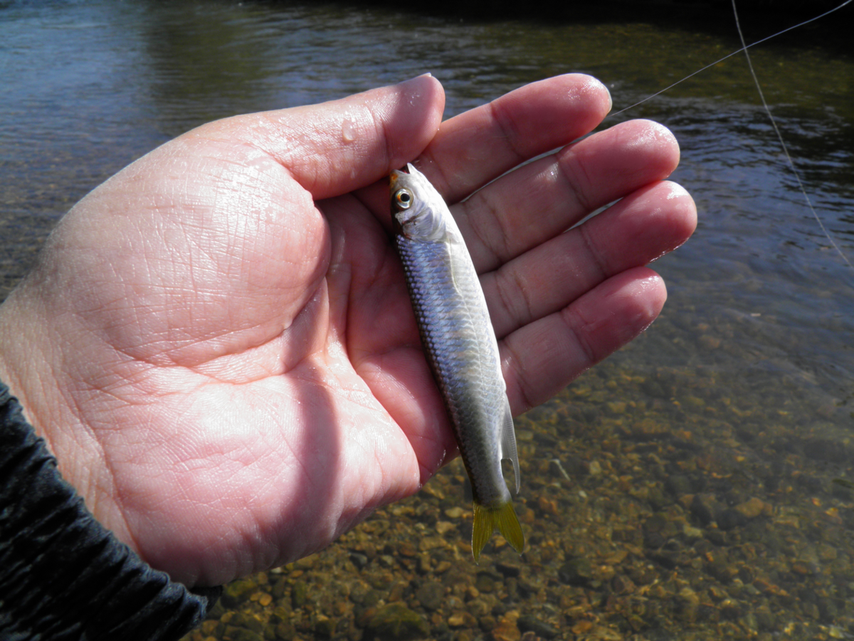 f:id:doeryaa:20201026113958p:plain f:id:doeryaa:20201026113958p:plain