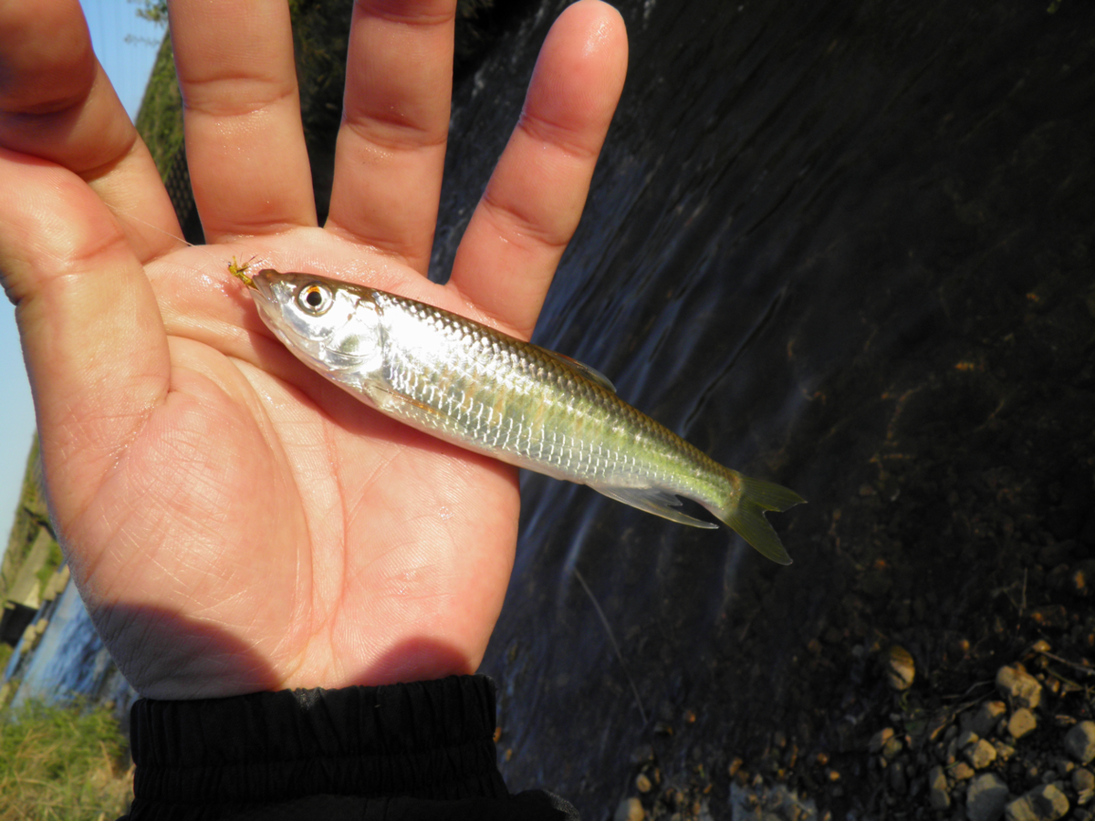 f:id:doeryaa:20201026125409p:plain f:id:doeryaa:20201026125409p:plain