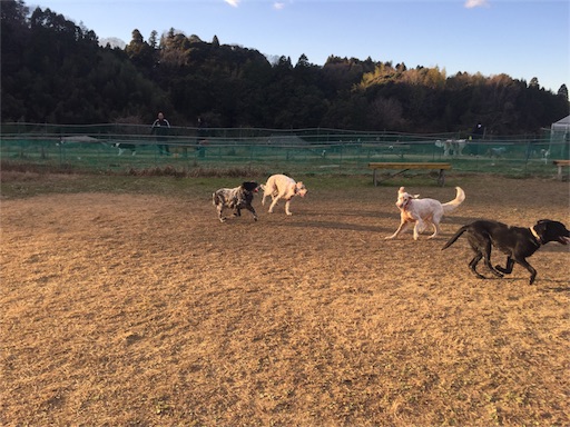 f:id:dog99line:20161231203542j:image f:id:dog99line:20161231203542j:image