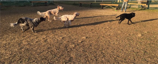 f:id:dog99line:20161231203551j:image f:id:dog99line:20161231203551j:image