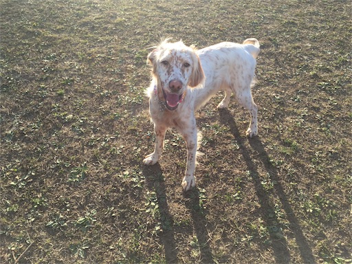 f:id:dog99line:20161231204326j:image f:id:dog99line:20161231204326j:image
