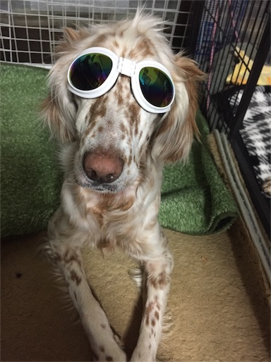 f:id:dog99line:20161231204420j:image f:id:dog99line:20161231204420j:image