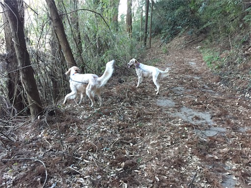 f:id:dog99line:20170117230108j:image f:id:dog99line:20170117230108j:image