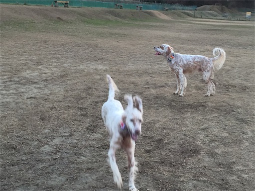 f:id:dog99line:20170117231004j:image f:id:dog99line:20170117231004j:image