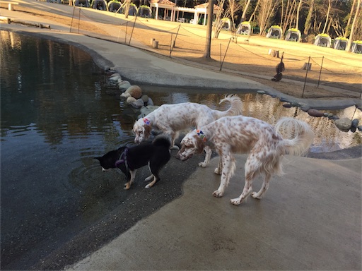 f:id:dog99line:20170117231125j:image f:id:dog99line:20170117231125j:image
