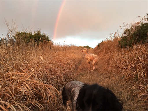 f:id:dog99line:20170117231417j:image f:id:dog99line:20170117231417j:image