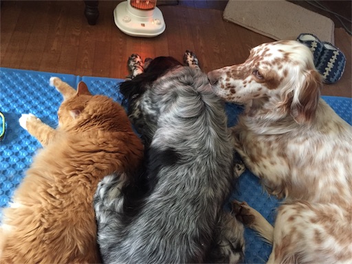 f:id:dog99line:20170117231807j:image f:id:dog99line:20170117231807j:image