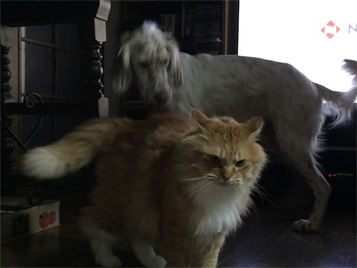 f:id:dog99line:20170117232009j:image f:id:dog99line:20170117232009j:image