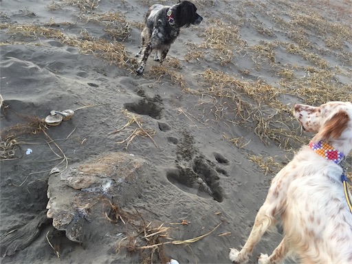 f:id:dog99line:20170117232208j:image f:id:dog99line:20170117232208j:image