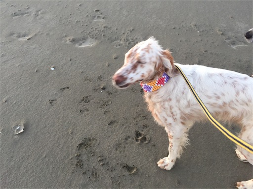 f:id:dog99line:20170117232532j:image f:id:dog99line:20170117232532j:image