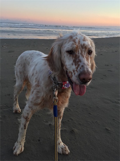 f:id:dog99line:20170117232613j:image f:id:dog99line:20170117232613j:image