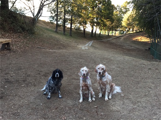 f:id:dog99line:20170117232942j:image f:id:dog99line:20170117232942j:image