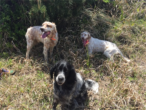 f:id:dog99line:20170515071500j:image f:id:dog99line:20170515071500j:image