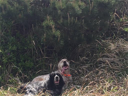 f:id:dog99line:20170515071747j:image f:id:dog99line:20170515071747j:image