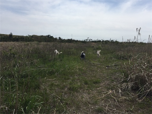 f:id:dog99line:20170515071844j:image f:id:dog99line:20170515071844j:image