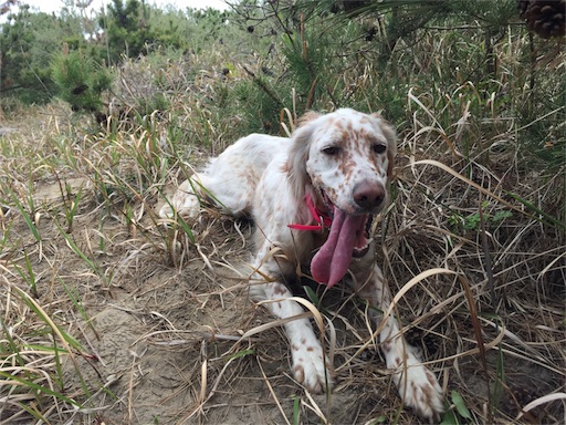 f:id:dog99line:20170515072105j:image f:id:dog99line:20170515072105j:image