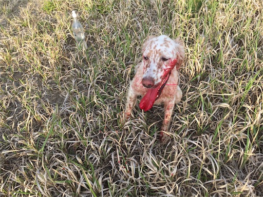 f:id:dog99line:20170515072249j:image f:id:dog99line:20170515072249j:image