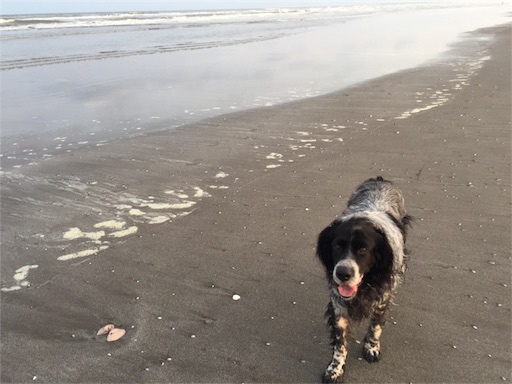f:id:dog99line:20170515073841j:image f:id:dog99line:20170515073841j:image