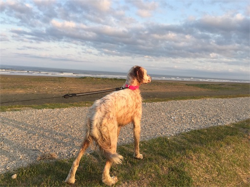 f:id:dog99line:20170519073914j:image f:id:dog99line:20170519073914j:image