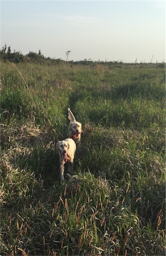 f:id:dog99line:20170521213958j:image f:id:dog99line:20170521213958j:image