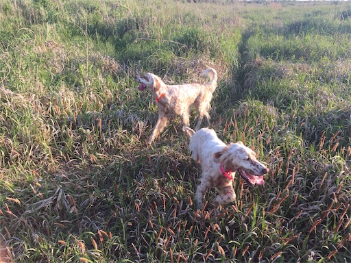 f:id:dog99line:20170521214049j:image f:id:dog99line:20170521214049j:image