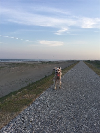 f:id:dog99line:20170521214416j:image f:id:dog99line:20170521214416j:image