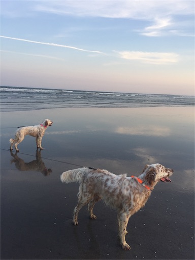 f:id:dog99line:20170521221816j:image f:id:dog99line:20170521221816j:image