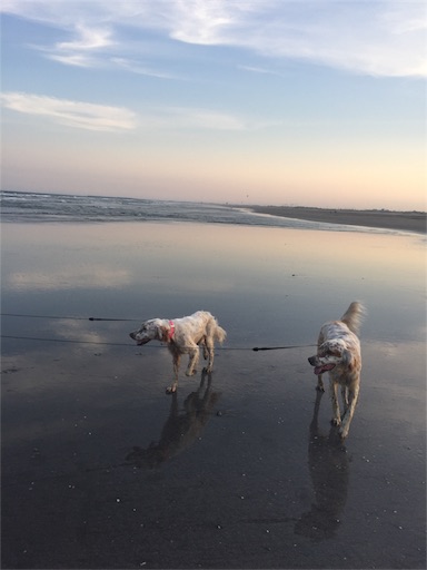f:id:dog99line:20170521221913j:image f:id:dog99line:20170521221913j:image